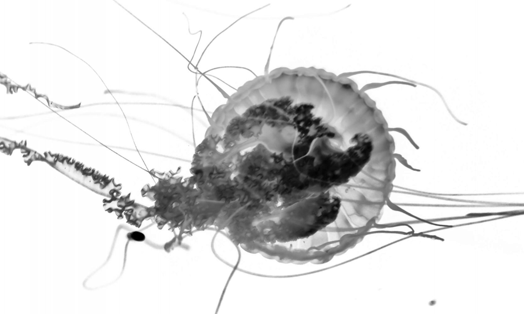 connectivity scan of jellyfish
